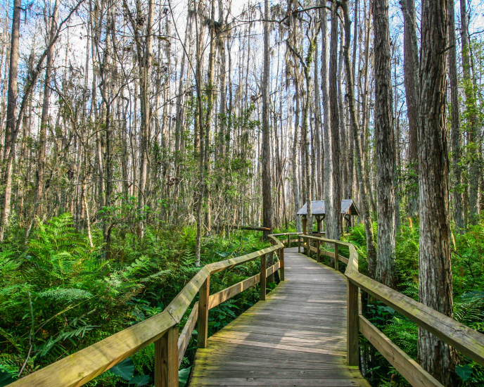 Everglades