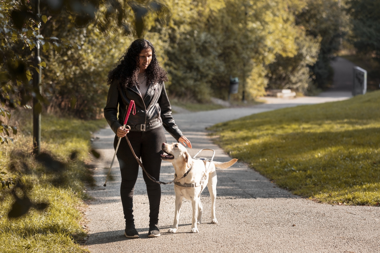 A photo of a service dog.