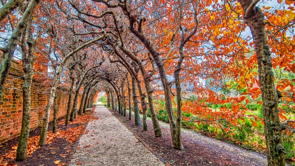 A pathway under trees.