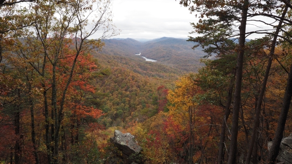 Natural forest view in Kentucky