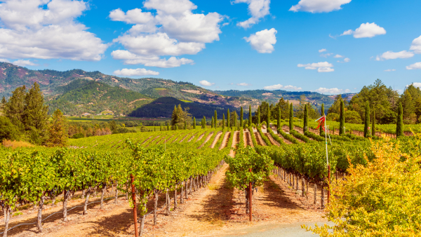 Rows of vineyards in the Napa Valley.