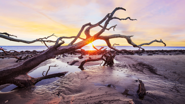 The sunrise peeking through a piece of driftwood on Jekyll Island. 