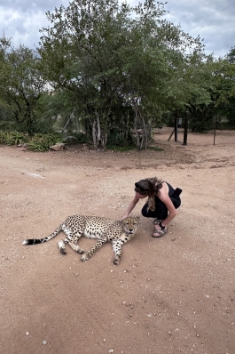 A photo of Micaela petting a Cheetah in South Africa. 